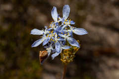 Lachnaea filamentosa