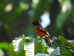 Pericrocotus speciosus