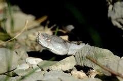 Vipera ammodytes