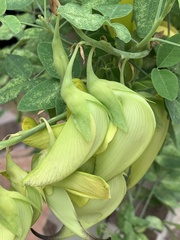 Crotalaria agatiflora