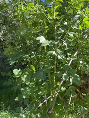 Fraxinus dipetala