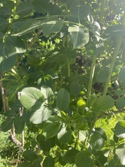Fraxinus dipetala