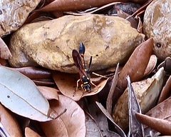 Sceliphron caementarium