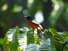 Pericrocotus speciosus