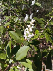 Cliftonia monophylla