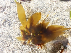 Ectocarpales