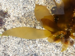 Ectocarpales