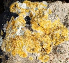 Flavoplaca marina