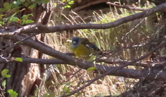 Phrygilus