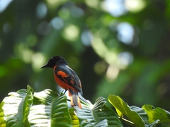 Pericrocotus speciosus