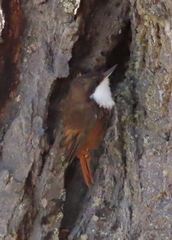 Pygarrhichas albogularis