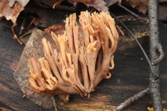 Artomyces pyxidatus