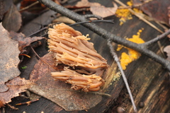 Artomyces pyxidatus