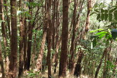 Allocasuarina torulosa