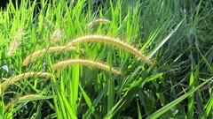 Setaria sphacelata