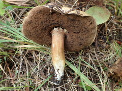 Porphyrellus