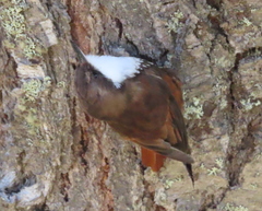 Pygarrhichas albogularis