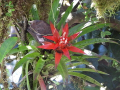 Guzmania lingulata