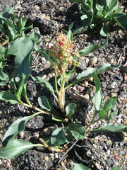 Rumex venosus