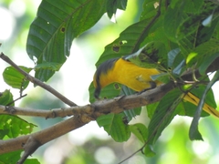 Pericrocotus speciosus