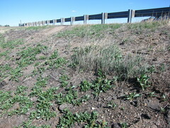 Rumex venosus