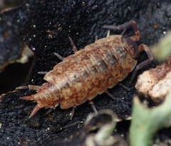 Porcellionides cingendus