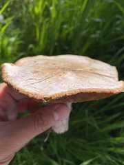 Clitocybe brunneocephala