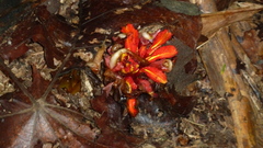 Etlingera