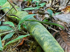 Dendrelaphis formosus