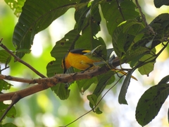 Pericrocotus speciosus