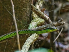 Dendrelaphis formosus