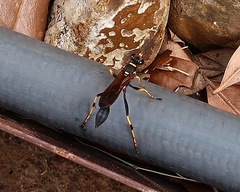 Sceliphron caementarium