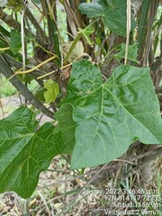 Jatropha