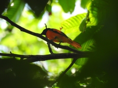 Pericrocotus speciosus