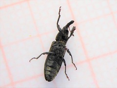 Lixus filiformis