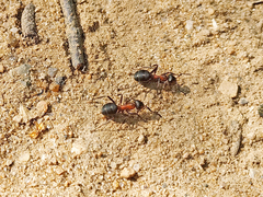 Formica rufa