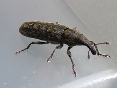Lixus filiformis