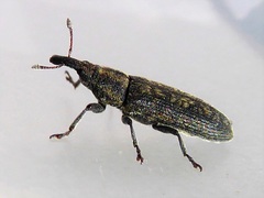 Lixus filiformis