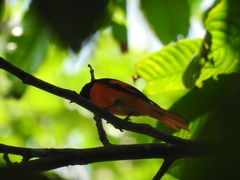 Pericrocotus speciosus