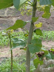 Jatropha