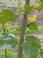 Jatropha