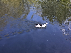 Anas platyrhynchos domesticus