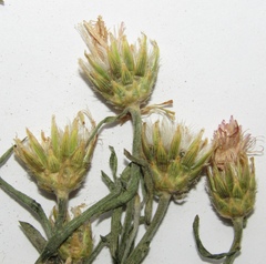 Centaurea majorovii