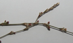 Polygonum patulum