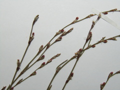 Polygonum patulum
