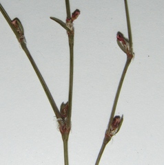 Polygonum patulum