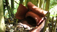 Rafflesia