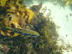 Heteroscarus acroptilus