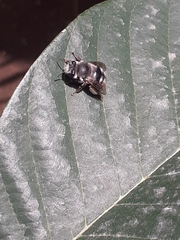 Anthophora alluaudi
