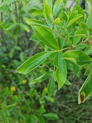 Searsia chirindensis